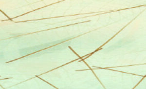 Organoid natural surfaces - foglia dell'albero della gomma essiccata