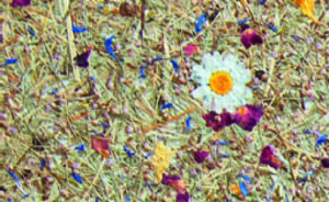 Organoid natural surfaces - Prato alpino